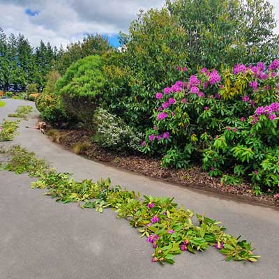 garden pruning