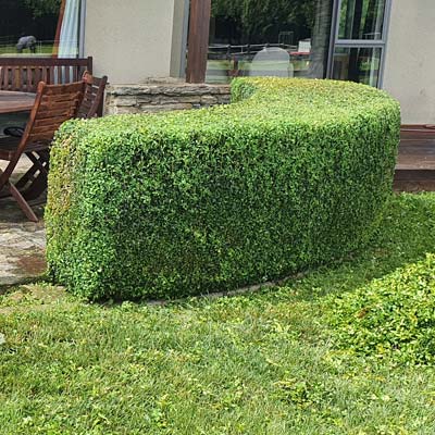hedge trimming