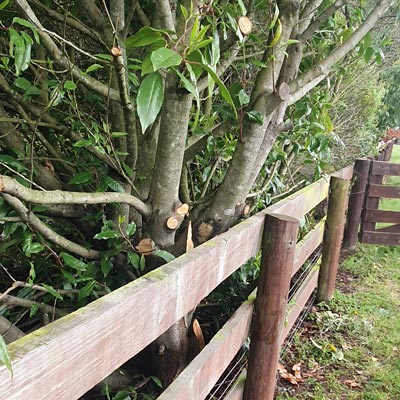 tree pruning
